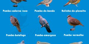 tipos de pombo