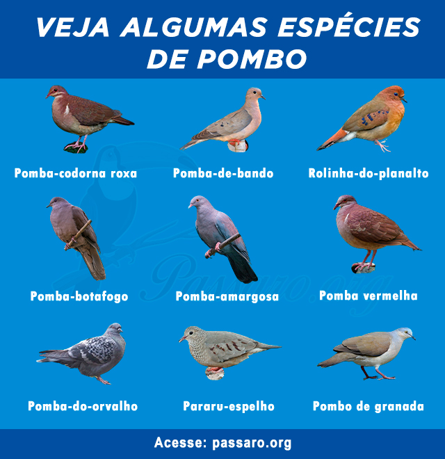 tipos de pombo