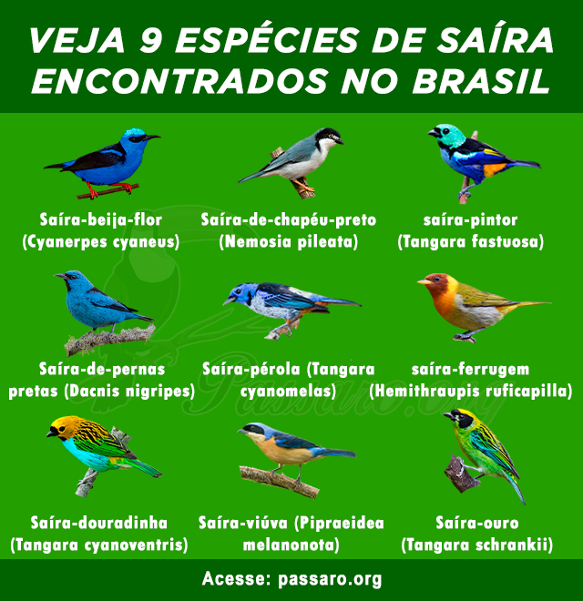 tipos de saira encontrados no Brasil