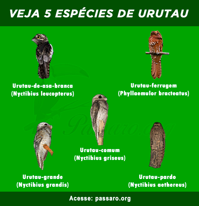 tipos de urutau