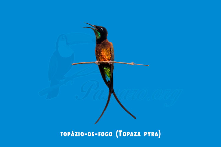 topázio-de-fogo (Topaza pyra)