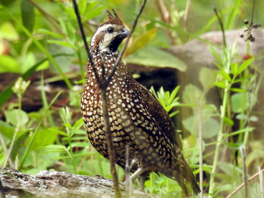 uru-do-campo