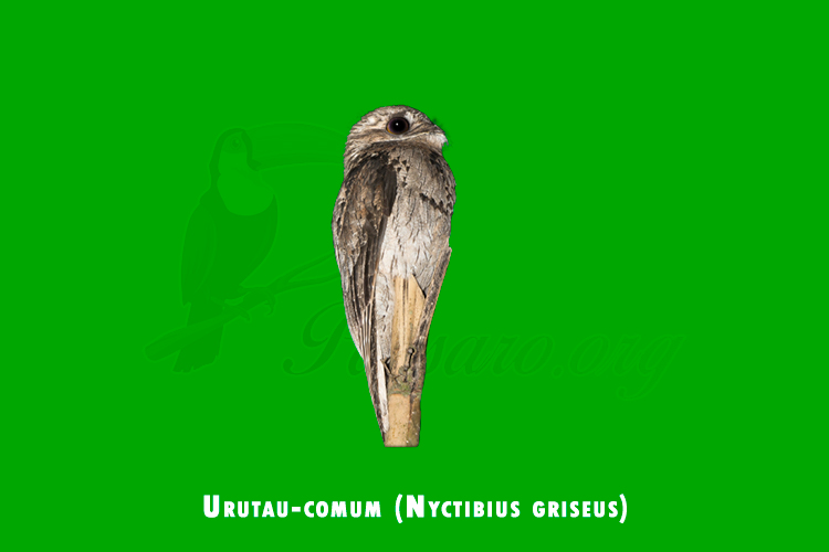 urutau-comum (Nyctibius griseus)