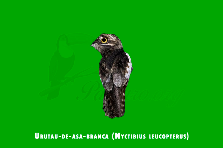 urutau-de-asa-branca (Nyctibius leucopterus )