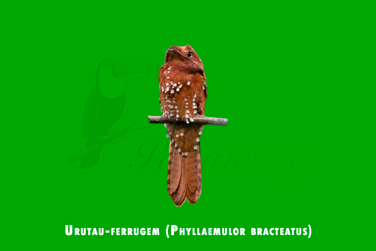 urutau-ferrugem (phyllaemulor bracteatus)