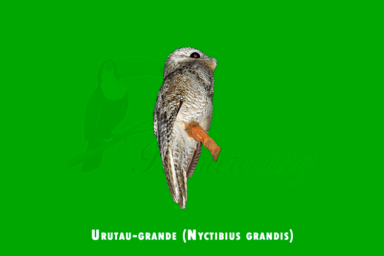 urutau-grande (nyctibius grandis)