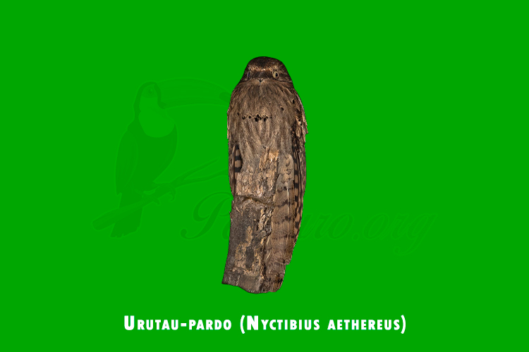 urutau-pardo (nyctibius aethereus)