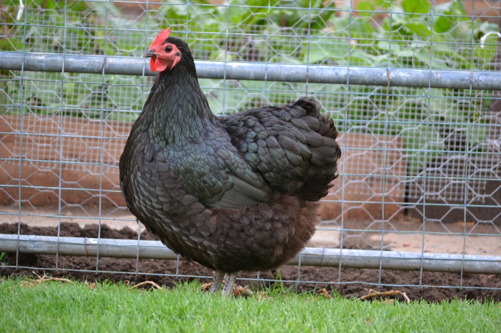 valor da galinhas australorp