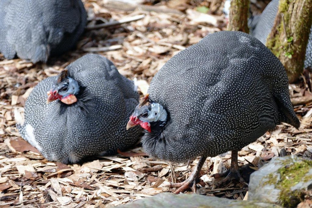 viveiro para criacao da galinha da angola