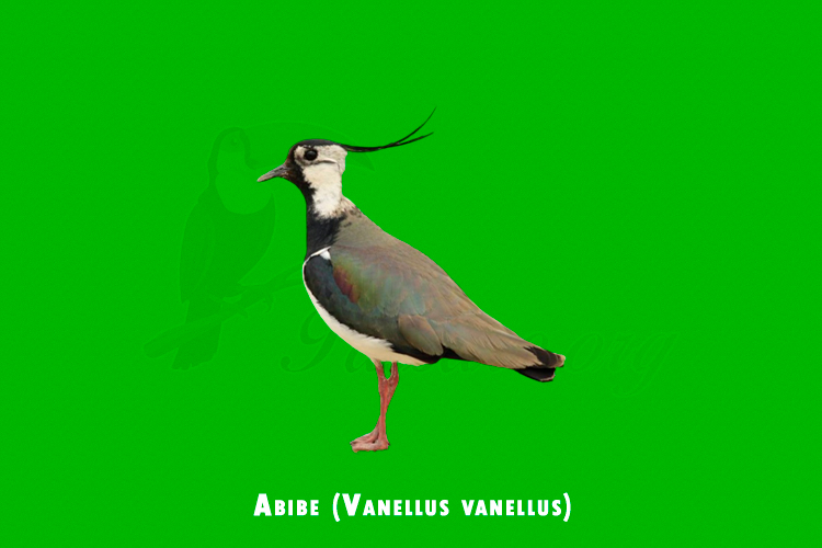 Abibe (Vanellus vanellus)
