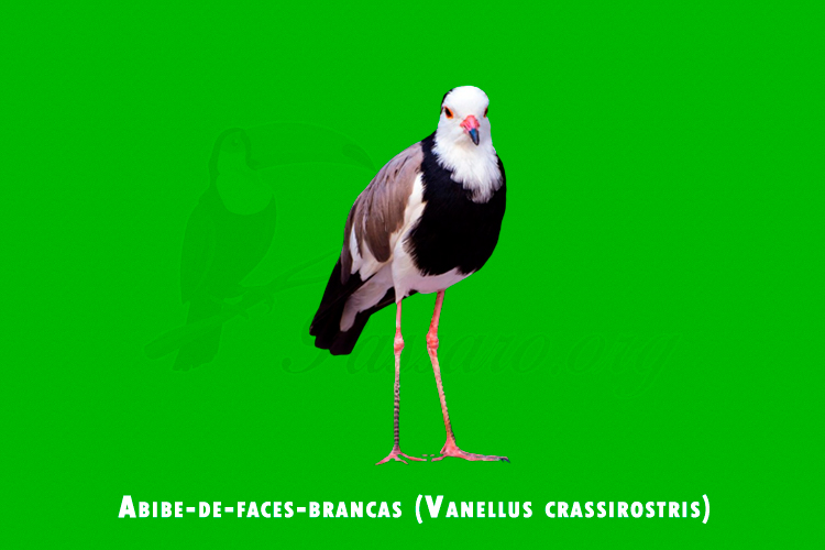 Abibe-de-faces-brancas ( Vanellus crassirostris )