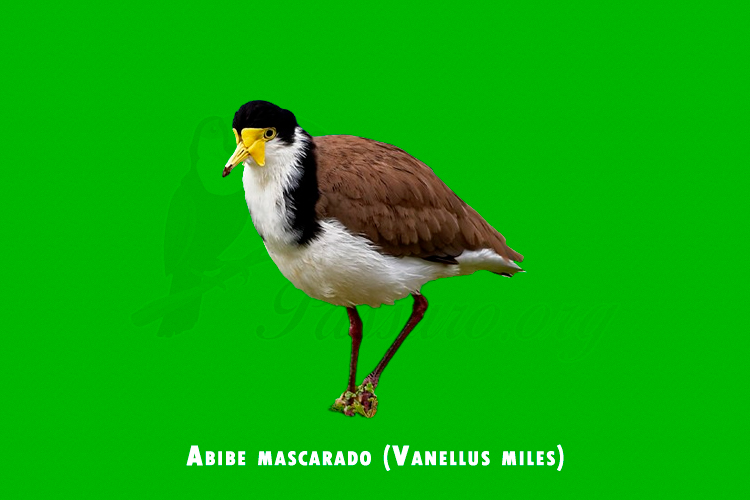 Abibe mascarado ( Vanellus miles )