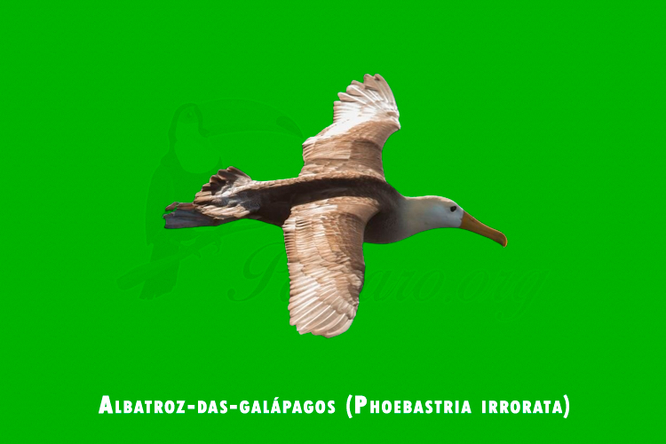 Albatroz-das-galapagos ( Phoebastria irrorata)