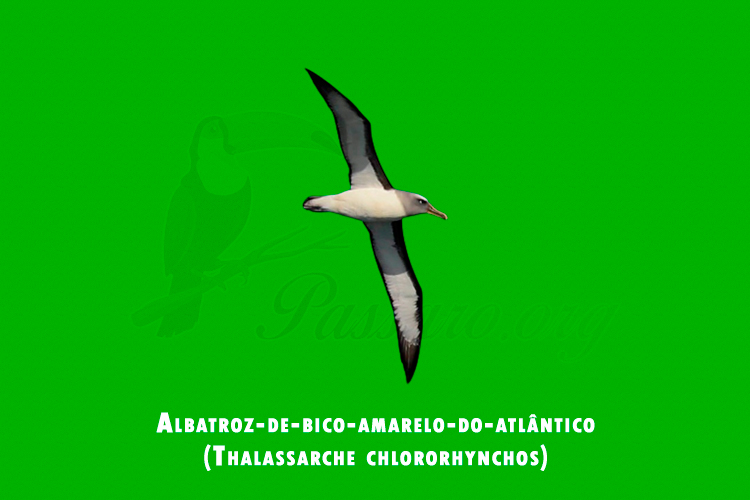 Albatroz-de-bico-amarelo-do-atlantico (Thalassarche chlororhynchos)