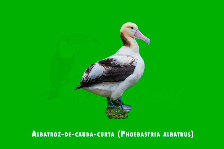 Albatroz-de-cauda-curta (Phoebastria albatrus)