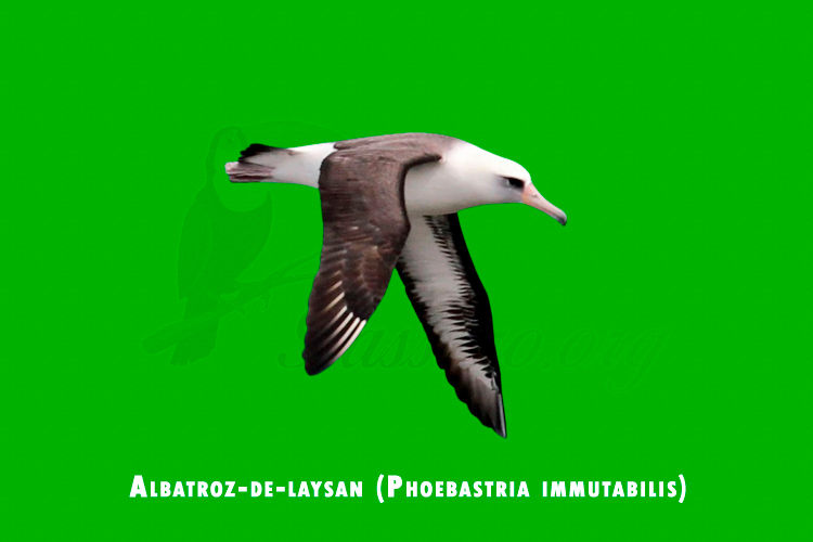 Albatroz-de-laysan (Phoebastria immutabilis)