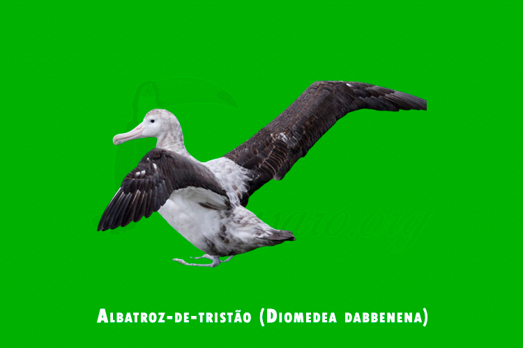 Albatroz-de-tristao ( Diomedea dabbenena )