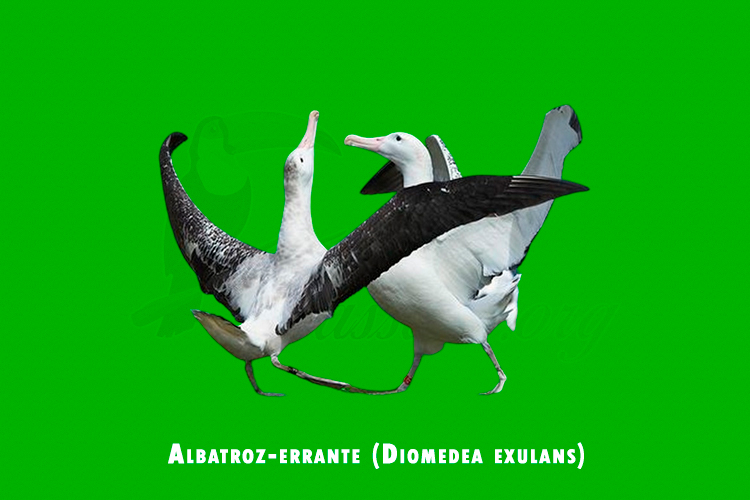Albatroz-errante (Diomedea exulans)