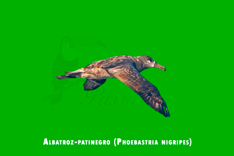 Albatroz-patinegro (Phoebastria nigripes)