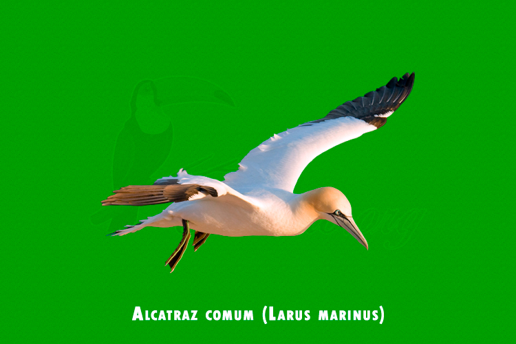 Alcatraz comum ( Larus marinus)