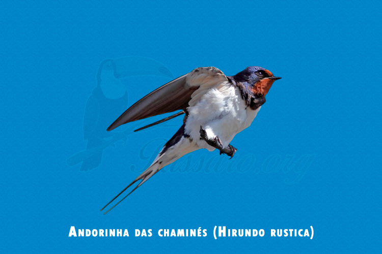 Andorinha das chaminés (Hirundo rustica)