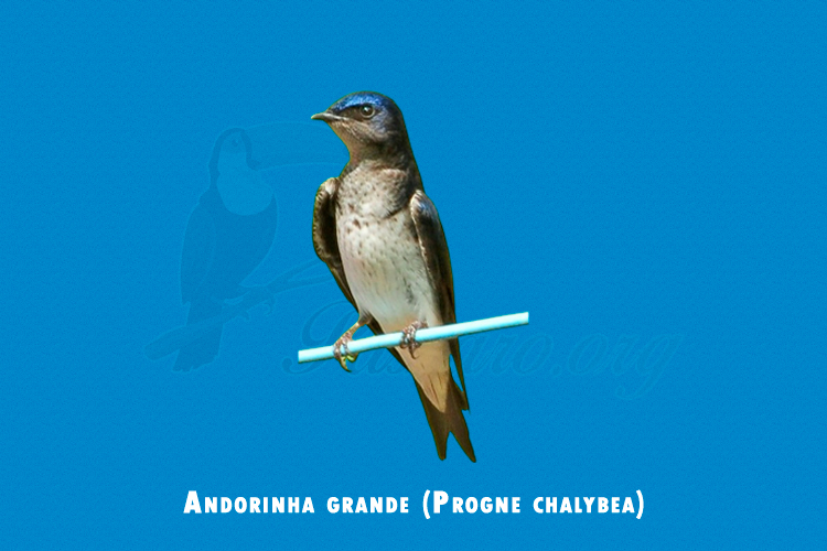 Andorinha grande (Progne chalybea)