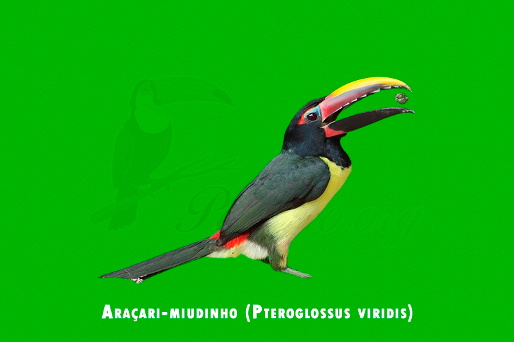 Aracari-miudinho (Pteroglossus viridis)