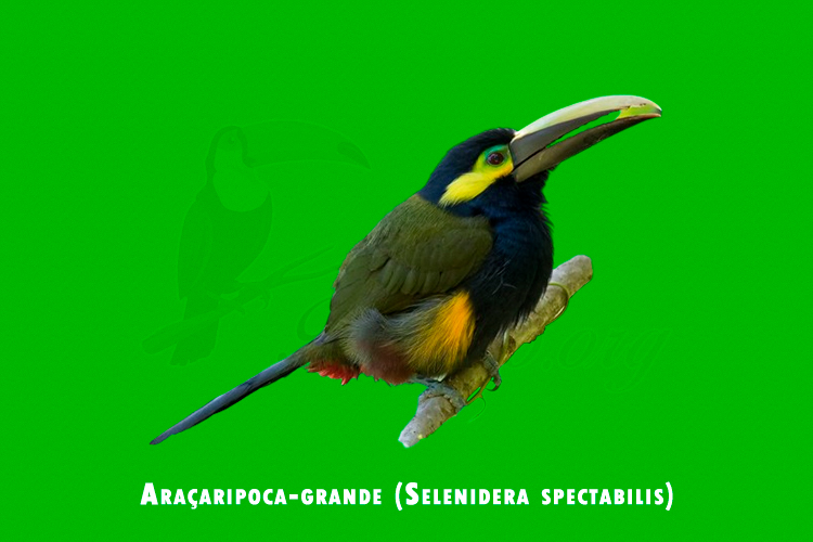 Aracaripoca-grande ( Selenidera spectabilis)