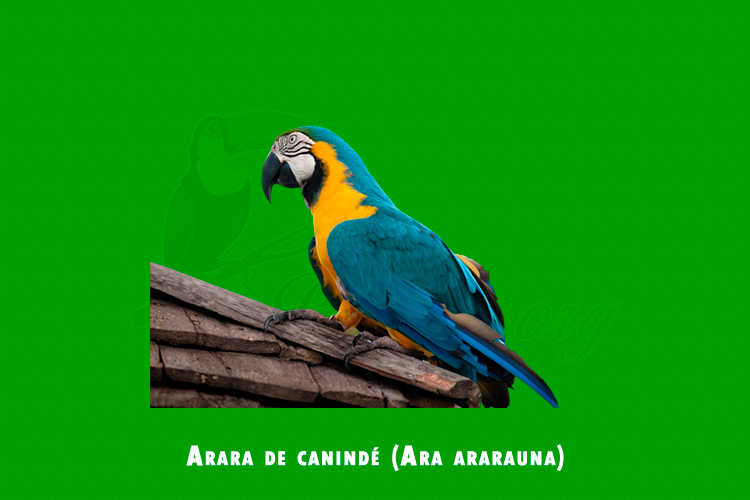 Arara de canindé (Ara ararauna)