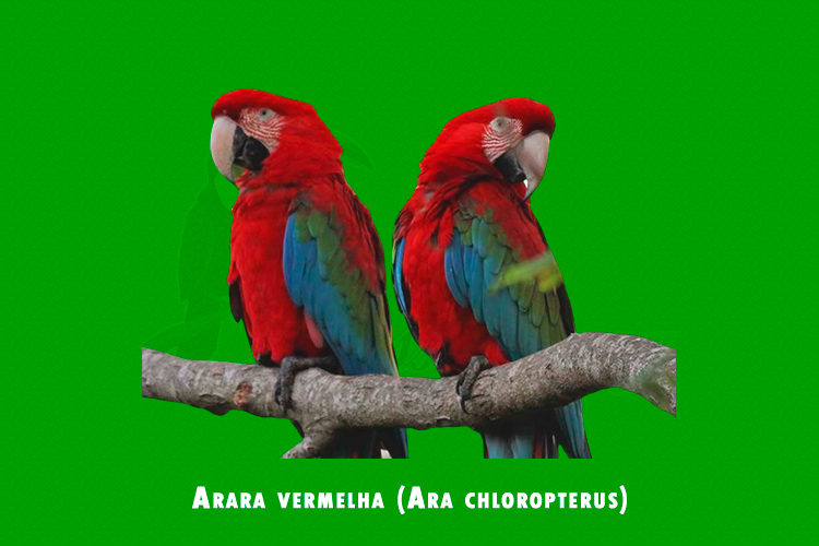 Arara vermelha (Ara chloropterus)