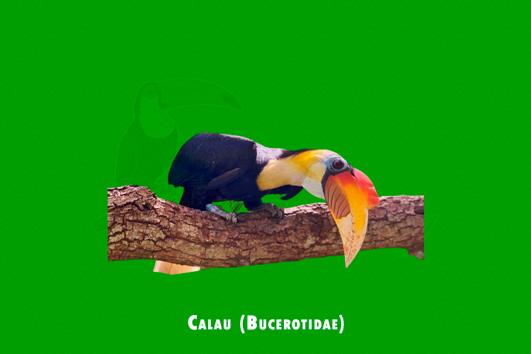 Calau ( Bucerotidae)