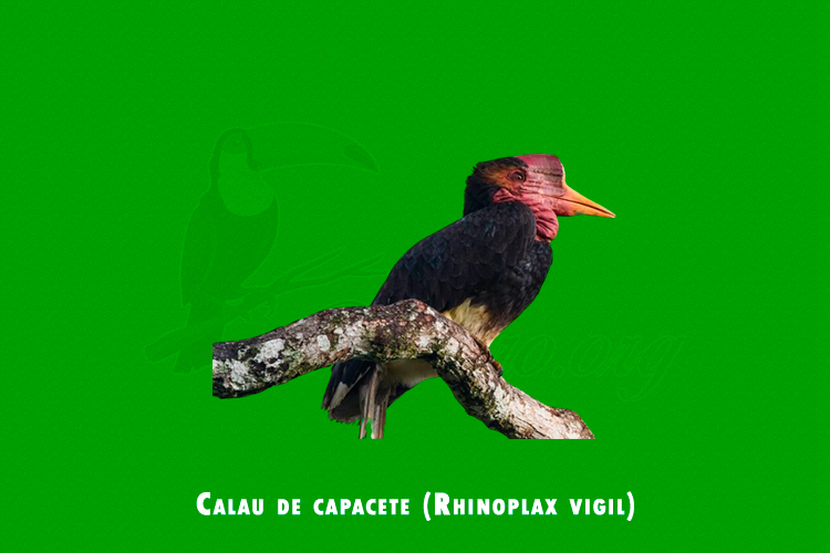 Calau de capacete (Rhinoplax vigil)