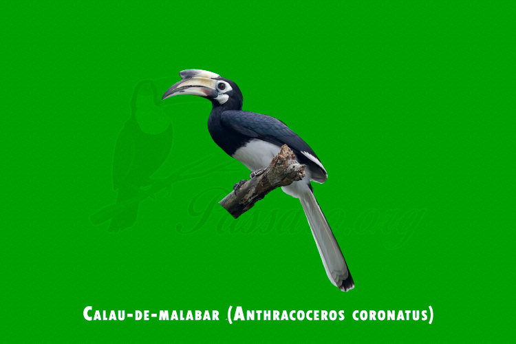 Calau-de-malabar ( Anthracoceros coronatus)