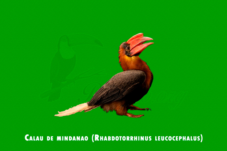 Calau de mindanao ( Rhabdotorrhinus leucocephalus )