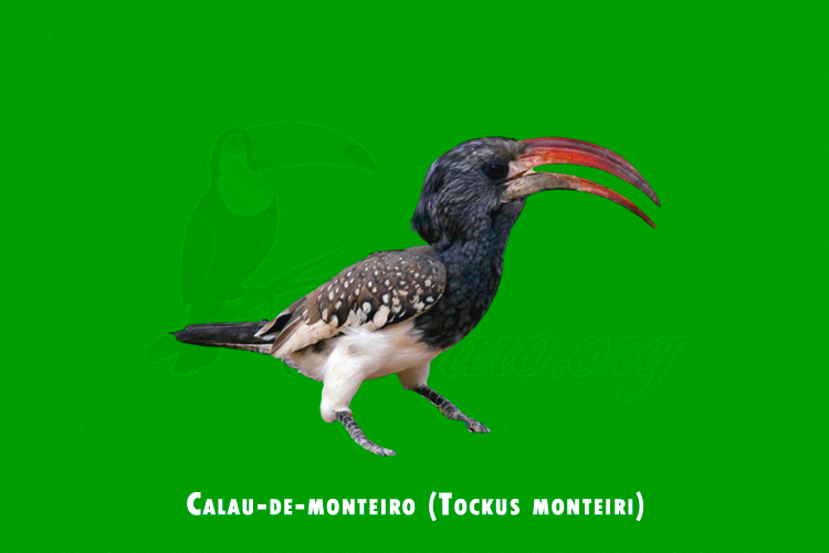 Calau-de-monteiro (Tockus monteiri )