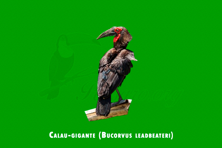 Calau-gigante ( Bucorvus leadbeateri)