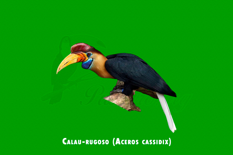 Calau-rugoso (Aceros cassidix)