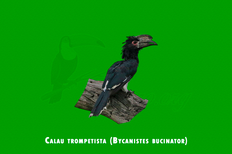 Calau trompetista ( Bycanistes bucinator )