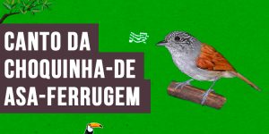 Canto da choquinha-de-asa-ferrugem