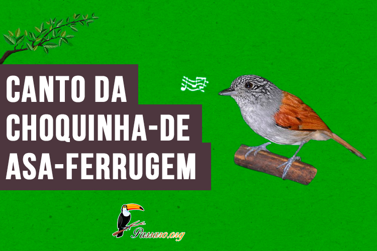 Canto da choquinha-de-asa-ferrugem