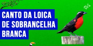 Canto da loica-de-sobrancelha- branca