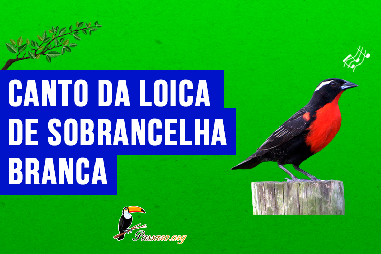 Canto da loica-de-sobrancelha- branca