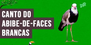 Canto do abibe-de-faces-brancas