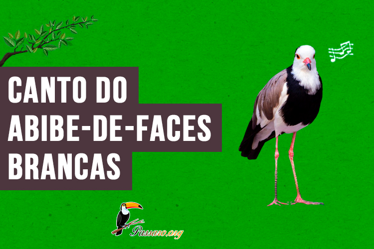 Canto do abibe-de-faces-brancas