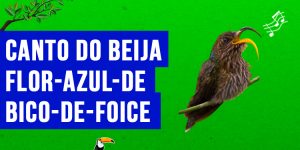 Canto do beija-flor-azul-de-bico-de-foice