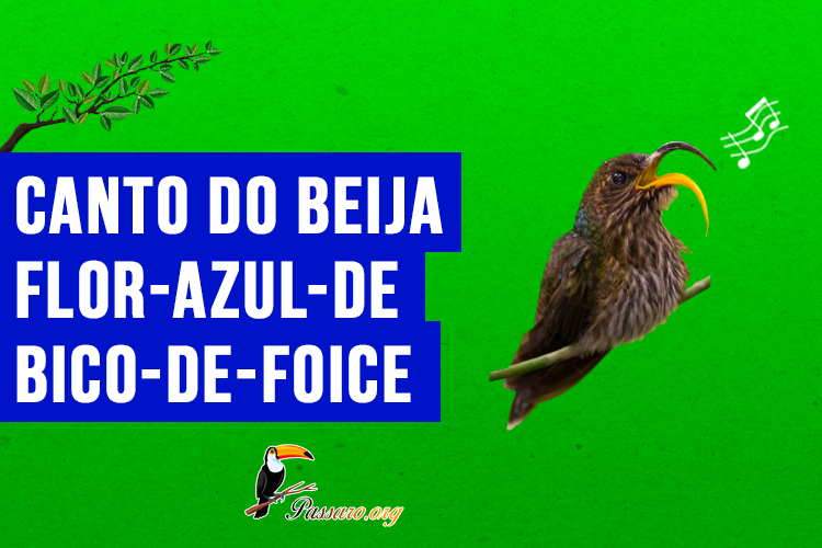 Canto do beija-flor-azul-de-bico-de-foice