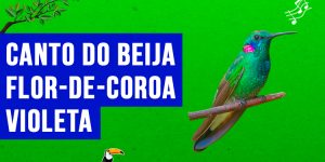 Canto do beija-flor-de-coroa-violeta