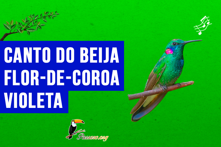 Canto do beija-flor-de-coroa-violeta