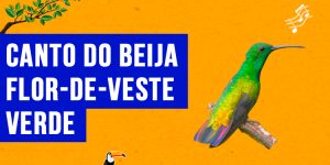 Canto do beija-flor-de-veste-verde