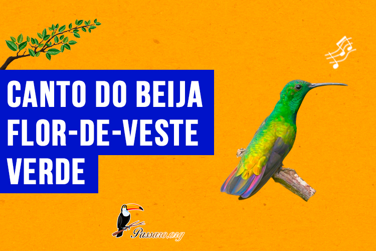 Canto do beija-flor-de-veste-verde